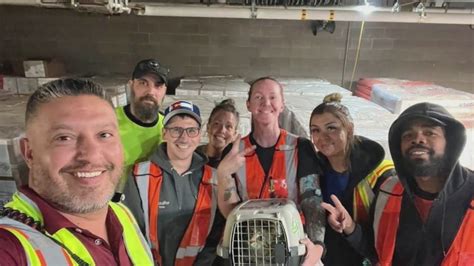 Missing DIA cat found by Southwest employees
