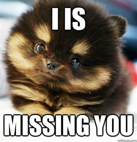 Here are some of the funniest miss my friend memes that will have you laughing out loud! One meme features a sad-looking dog with a sign that reads “I miss …. 