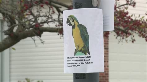 Missing macaw stirs up sights and sounds in O’Fallon, Missouri