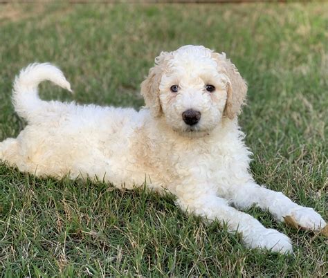 Mississippi Labradoodle Puppies For Sale