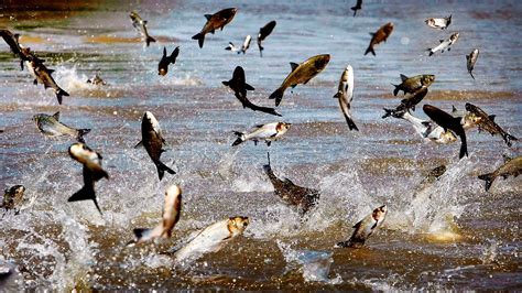 Mississippi River: Minnesota DNR reports biggest capture of invasive carp to date