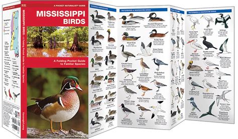 Mississippi birds eine faltbare taschenführung zu bekannten arten taschen naturforscher führer serie. - Boom a guy apos s guide to growing up focus on the family.