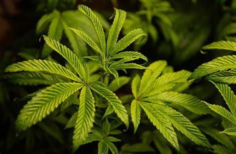 Mississippi health department says some medical marijuana products are being retested for safety