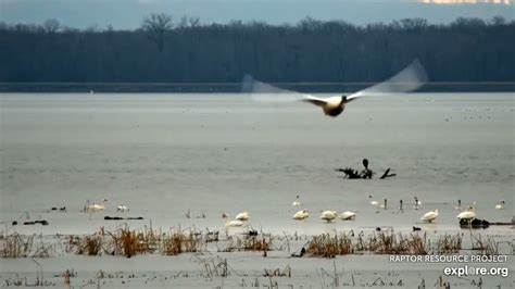 Mississippi river flyway cam. Things To Know About Mississippi river flyway cam. 