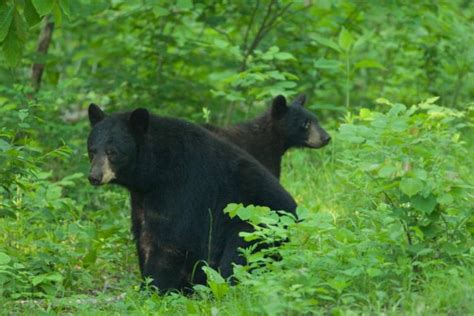 Missouri's third black bear hunting season underway