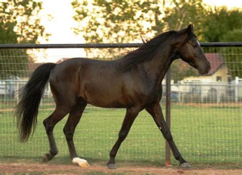 Missouri State Horse: Missouri Fox Trotting Horse - eReferenceDesk