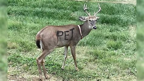 Missouri deer painted with 'pet' sign raises concern