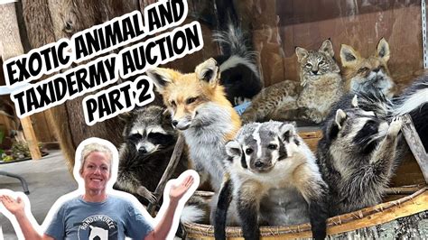 Missouri exotic animal auction. Things To Know About Missouri exotic animal auction. 