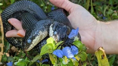 Missouri home to a rare two-headed snake, celebrating birthday this weekend