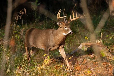 Missouri hunters bag over 90,000 deer in November opening weekend