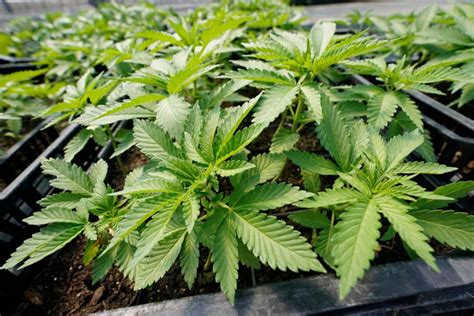 Missouri marijuana sales top $1.2 billion in first legal recreational year