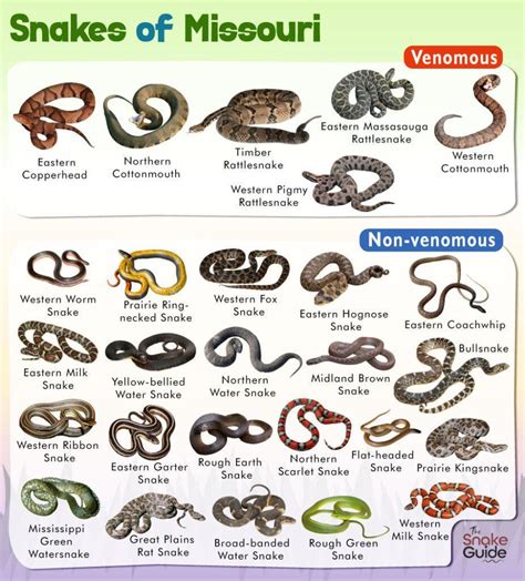 Missouri non venomous snakes. This is a list of known snakes in Missouri, United States. ... List of snakes of Missouri; Non-venomous snakes; Venomous snakes 