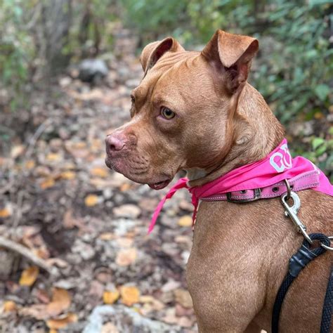 Missouri pit bull rescue. .  <a href=http://staging-stripesync.thinkorange.com/assets/images...