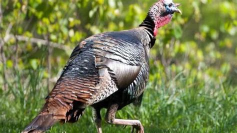 Missouri turkey hunters harvest over 2,200 birds during the fall firearms season