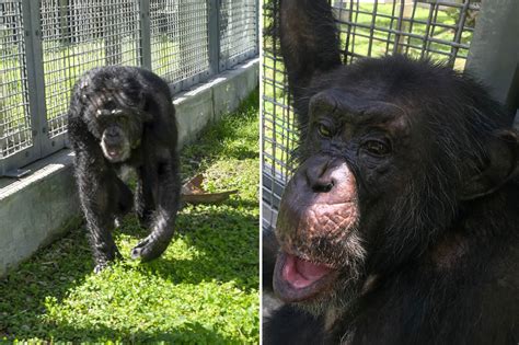 Missouri woman ordered to pay PETA in faked movie-star chimp’s death