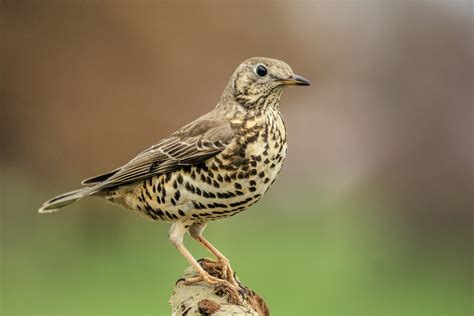 Mistle Thrush, England, 1980 - Nature and environment British …