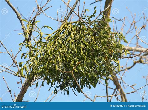 Mistletoe is a parasitic
