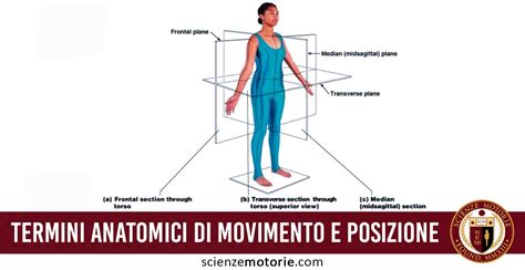 Misurazione del movimento articolare guida alla goniometria. - Manuale di servizio 2006 electra glide 8907.