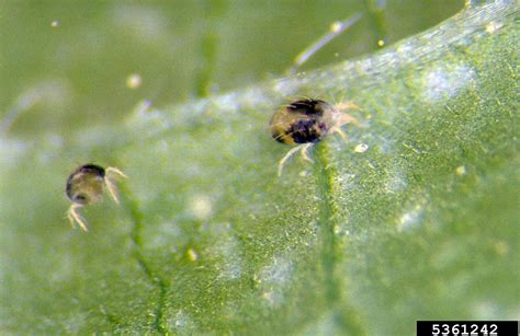 Mite Pests of Field Crops SpringerLink