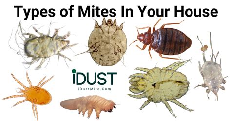 Mites in house identification.  Read more.  Below are six effective ways to...