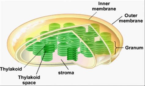 Mitochondria, Cell Wall, Chloroplasts , Vacuole - Class Notes