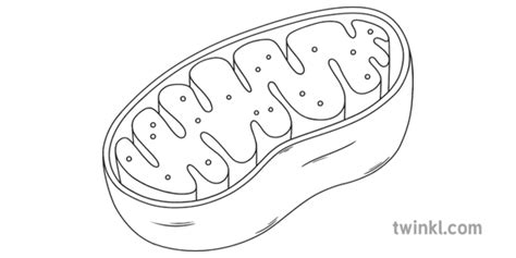 Mitochondria Coloring