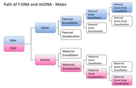 Mitochondrial DNA tests - ISOGG Wiki