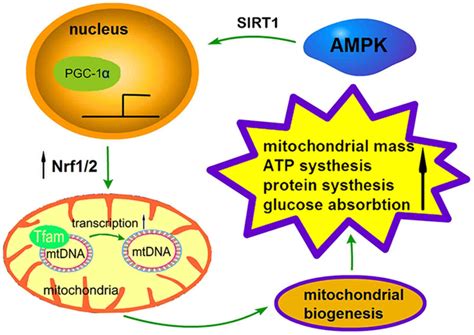 Mitochondrial Function And Biogenesis
