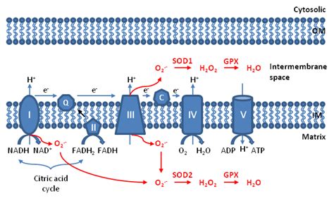 Mitochondrial ROS - Wikipedia