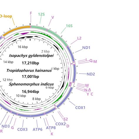 Mitochondrial genomes of three Bostrichiformia species