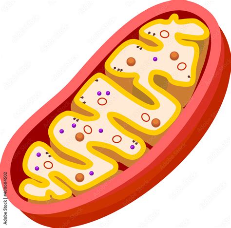 Mitokondri
