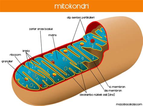 Mitokondri nedir