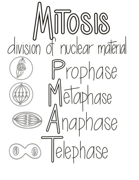 Mitosis Coloring Shee