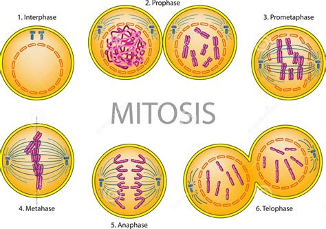 Mitosis Science