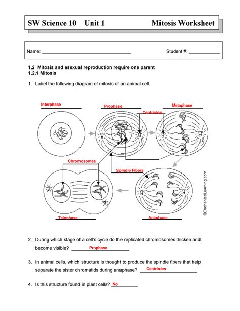 Mitosis Virtual Lab Worksheet Answer Key Mitosis Worksheet