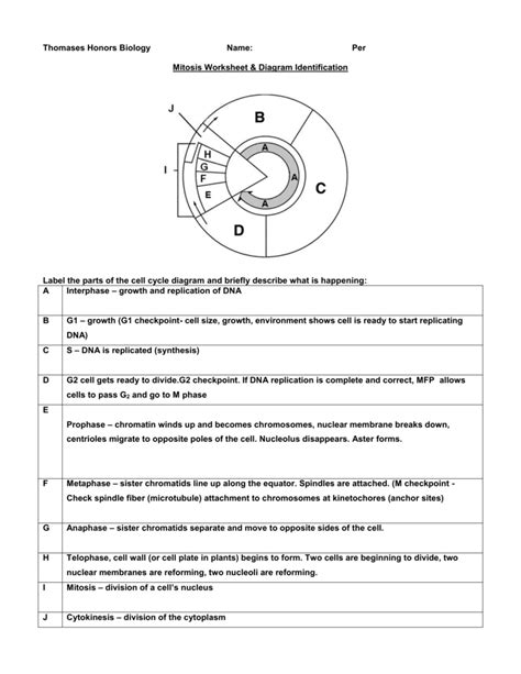 Mitosis Worksheets And Diagram Identification