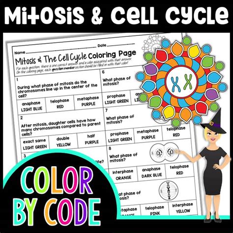 Mitosis and The Cell Cycle Color By Number Science Color By Number