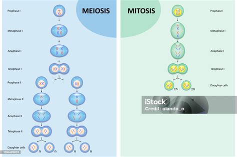 Mitosis and meiosis comparison diagram. .  <a href=https://wmit-tech.co.za...