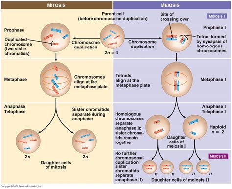 Mitosis vs meiosis i. Things To Know About Mitosis vs meiosis i. 