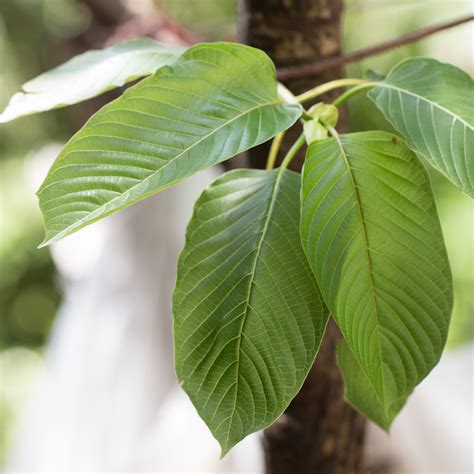 Kratom has a strong effect on your anxiety, mood and energy levels