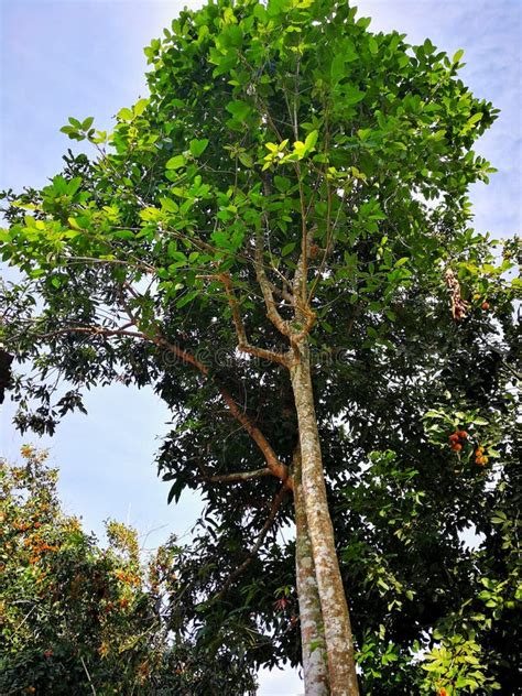 FDA and Kratom. Kratom is a tropical tree ( Mitragyna spe