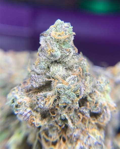 Mitten Cake Batter is a hybrid weed strain made from a genetic cross between Mitten Cake and Kush Mints. This strain is balanced in its genetics, offering a harmonious combination of.... 