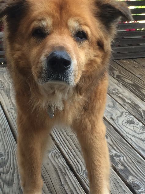 Mix Chow chow and German shepherd - pets - lubbock.craigslist.org