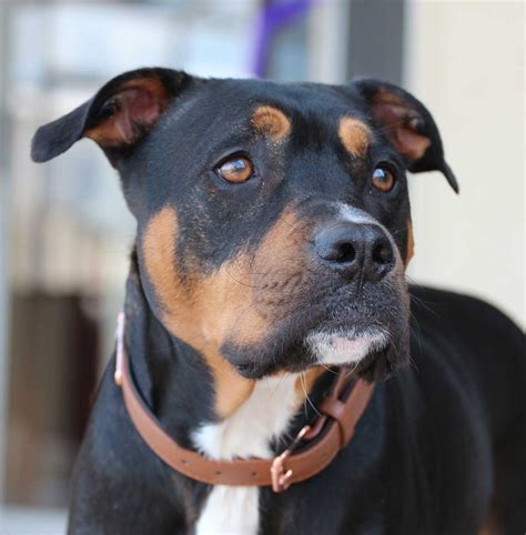 A Rottweiler Pitbull mix, often referred to as a &qu
