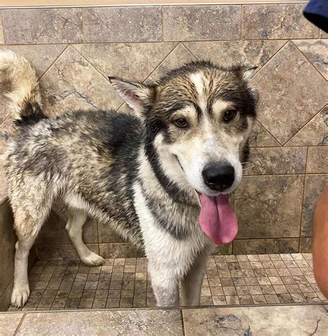 Mix husky malamute. The Alaskan Malamute and Siberian Husky Mix, or Alusky, is an energetic, playful, and friendly dog that will make a great pet for an active family. Better known as the Alusky, this medium to large-size dog … 