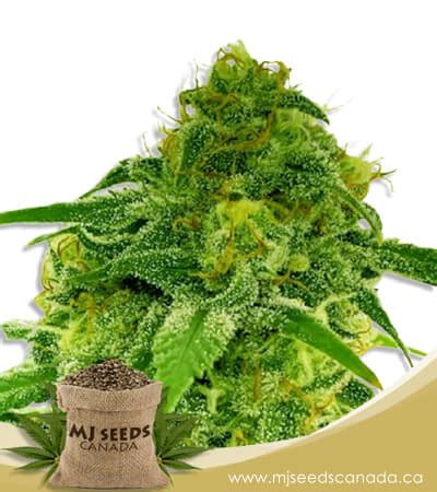 Mj seeds. &rdquo; Watch Michael Jordan&rsquo;s first conversation with Mike Tirico...