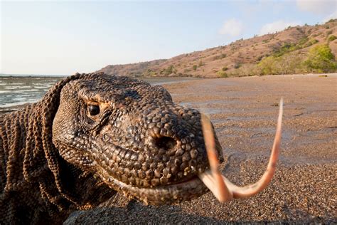 Mkomodo Onlyfans Leak