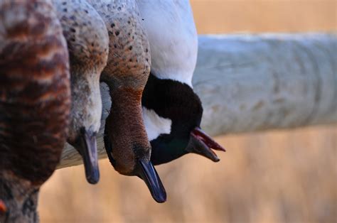 Mn waterfowl season. It has been met with approval so far and another short teal season will take place again September 2, 2023 through September 6, 2023 in most parts of Minnesota. Blue winged teal, green winged teal and cinnamon teal are all open to harvest. 