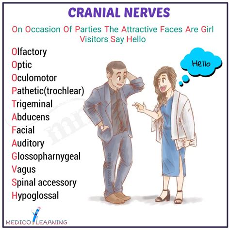 Mnemonics for the cranial nerves. Feb 19, 2024 · Mnemonics are a helpful tool for remembering the names of the cranial nerves. They provide an easy and effective way to recall the intricate details of each nerve. By creating memorable phrases or associations, you can enhance your memorization process and improve your ability to remember the cranial nerve names. 