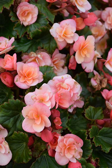 Moana Nursery BK Collection Esmay Peach Begonia